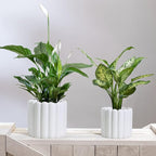 Olly & Rose Vertical Striped Ribbed Plant Pots - Charcoal Speckled White Planters - 6.5" and 5.3" Diameter Flower Pots for Indoors and Outdoors (White Ribbed)