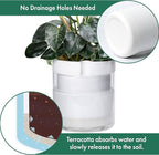 Phoenix Vine 10 Inch Self Watering Planter, White Terracotta Clay Pot with Glass Reservoir for Indoor Plants, Herbs, Flowers, Set of 1, 52-B-I-1