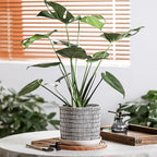 8 Inch Plant Pot: Ceramic Planter with Drainage Hole & Saucer - Cylinder Flowerpot for Indoor & Outdoor Plants - with Separate Tray for Home & Office - Striped Design