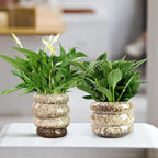 Ceramic 5 inch Plant Pot - Planter for Indoor Plants with Drainage Hole, Flower Pots for Orchid, Succulent,Outdoor Plants, Modern Glaze Planters for Home Office Decor Gift
