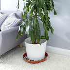 Plant Saucers - Heavy Duty Indoor/Outdoor