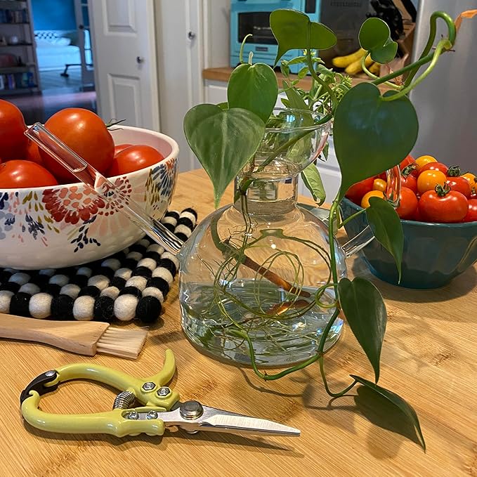 Modern Sprout Plant Watering Can - Handcrafted from Borosilicate Glass - Long Spout Vessel for Indoor Plants - 32 Oz Capacity - Multipurpose Watering Can and Flower Vase for Houseplants (Clear)